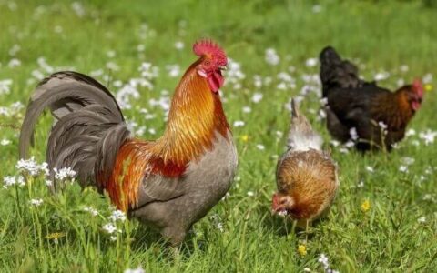 What I Wish I Knew BEFORE Getting Backyard Chickens