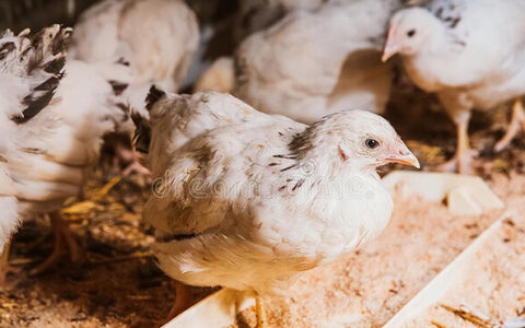 The First Step In The Free-range Chicken Business Is Building A Perfect Chicken Coop