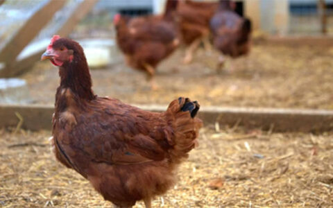 Best Chicken Breeds for Backyard Chicken Keeping