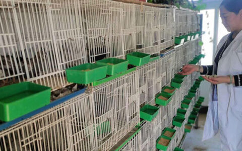 Daily Management Methods For Raising Rutin Chickens On Farms