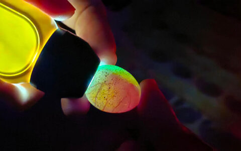 Hatching Rutin Chickens