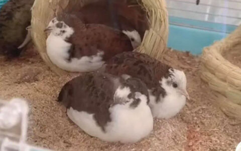 How Did The Rutin Chickens Die
