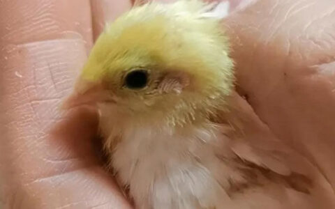 How To Care For Chicks In Their First Week