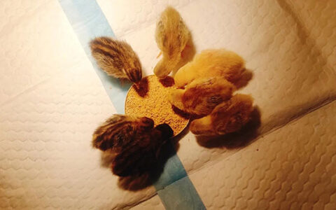 Rutin Chickens Out Of The Shell Day 7