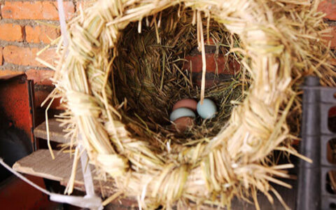 The Henhouse Was Made By My Brother-in-law
