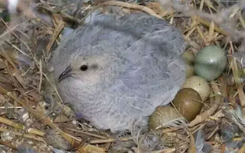 When Does The Rutin Chicken Lay Eggs