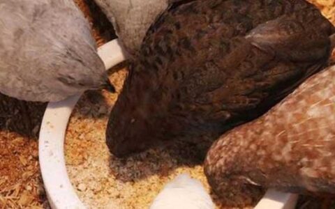 Are Rutin Chickens Noisy And Can They Be Farmed