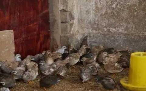 How Much Does It Cost To Raise 100 Groups Of Rutin Chickens? With Breeding Methods And Precautions