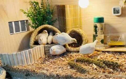 2022 Can We Keep A Rutin Chicken As Pet