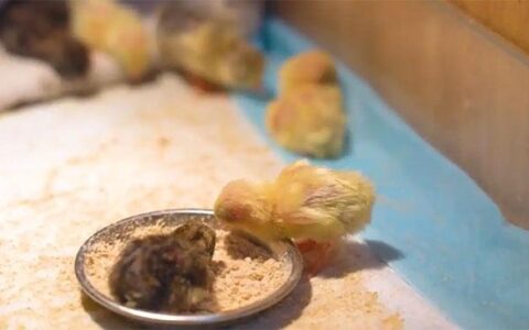 How To Brood The Rutin Chicken