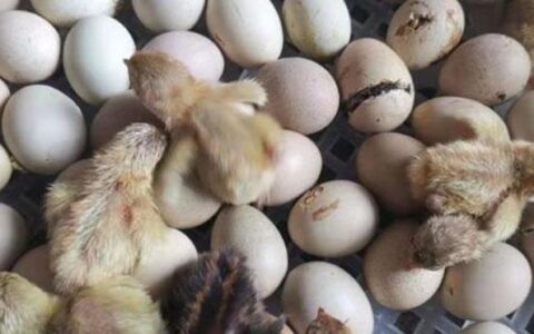 How Many Days Of Hatching Of Rutin Chickens To Peck Shell? What Are The Incubation Temperature And Humidity?