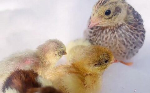 Can Rutin Chickens Be Raised Together With Ordinary Chicks