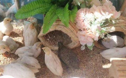 Can Rutin Chickens Hatch Chicks By Themselves