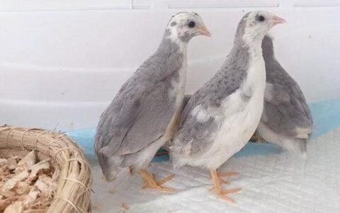 How Much Can A Rutin Grow To And How Long Does It Take To Start Laying Eggs