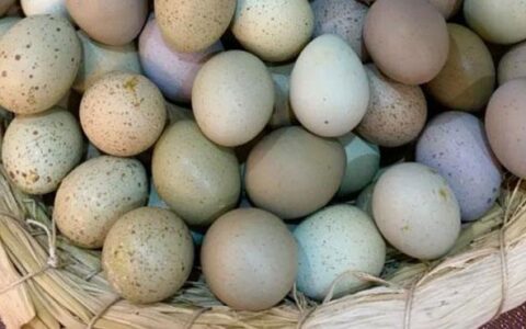 How To Use The Incubator And Humidity For Hatching Rutin Chickens