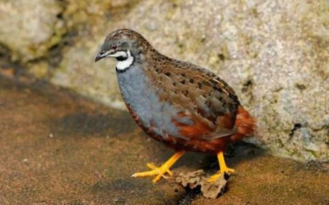 The Life Span Of A Rutin Chicken Is Several Years?