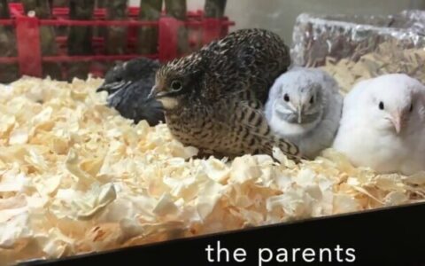 Raise Button Quail: From Incubating Eggs, Brooding Chicks, and Laying Adults