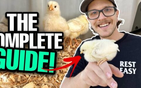 How To Care For Baby Chicks: A Comprehensive Journey from Start to Finish