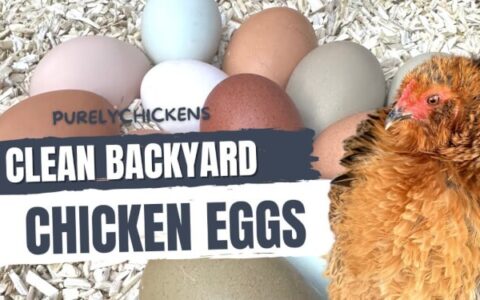 Are Backyard Chicken Eggs Safe To Eat: From Coop Hygiene to Storage Techniques