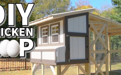 DIY Backyard Chicken Coop: A Comprehensive Guide
