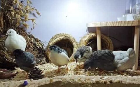 Rutin Chicken: Breed Profile & Facts