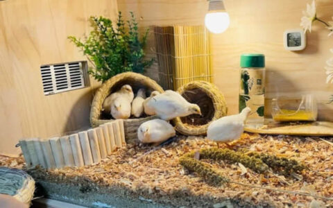 The World’s Smallest Chicken Is Taking the Chinese Pet Scene by Storm