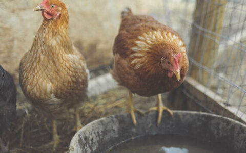 Ivermectin For Chickens: Eliminate Worms, Lice, Mites