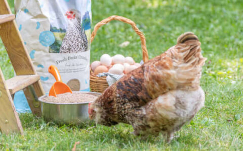 Chicken Feed Explained – When And What To Feed Your Chickens