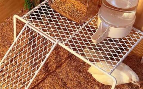 Rutin Chicken: A Delightful Addition to Your Backyard