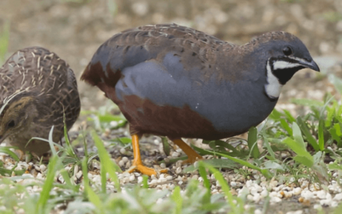 A Comprehensive Guide to Incubating Rutin Chicken Eggs