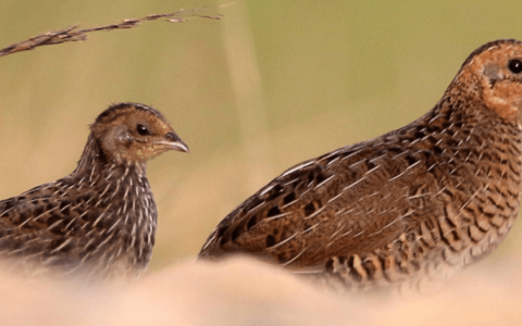 The Rise of the Rutin Chicken: Are These Tiny Birds the Next Big Pet?
