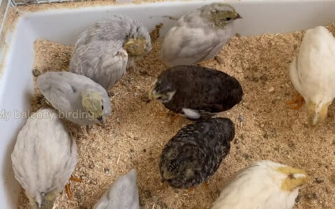 Rutin Chicken: The Tiny Bird Taking The Pet World By Storm