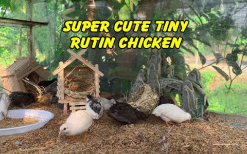 Raising Rutin Chickens: A Comprehensive Guide To Care And Husbandry