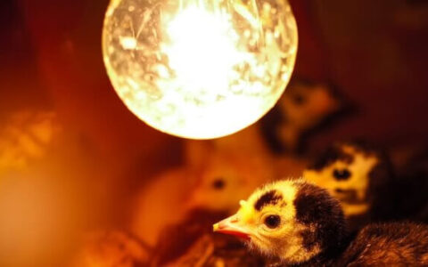 Raising Rutin Chickens: From Cute Chicks to Socially Hardened Survivors