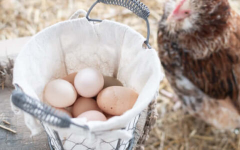 How Long Do Rutin Chicken Lay Eggs? Understanding the Egg-Laying Cycle
