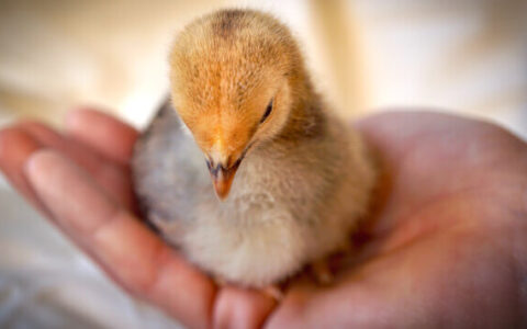 The Art of Bonding: Taming Your Rutin Chickens for a Closer Connection