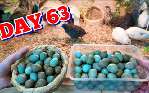 My Urban Farming Adventure: Hatching Rutin Chicken Eggs in the City