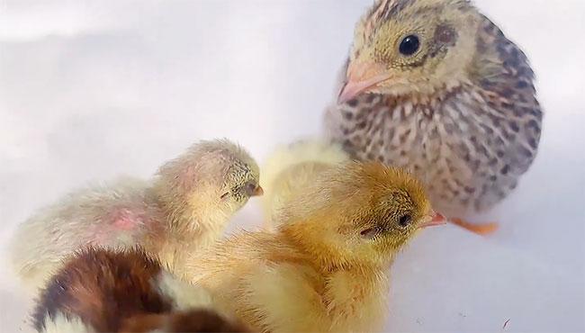 can-rutin-chickens-be-raised-together-with-ordinary-chicks-review.jpg