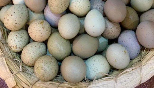 humidity-for-hatching-rutin-chickens-and-how-to-use-the-incubator-review.jpg