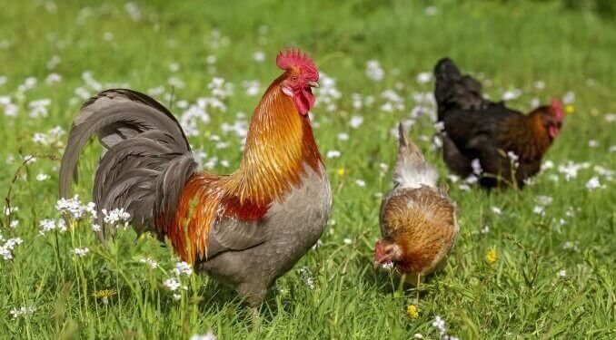 what-i-wish-i-knew-before-getting-backyard-chickens.jpg