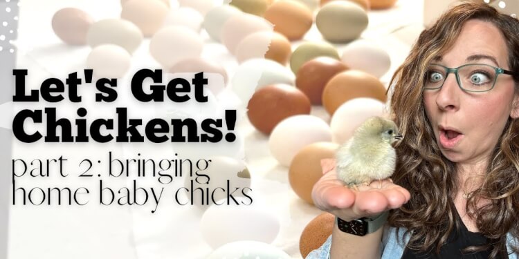 A Comprehensive Guide to Bringing Home Baby Chicks: Setup, Care, and Maintenance