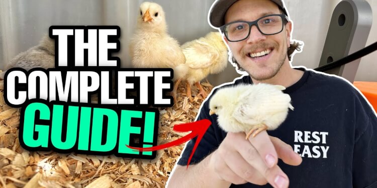 Ultimate Guide to Raising Baby Chicks: A Comprehensive Journey from Start to Finish
