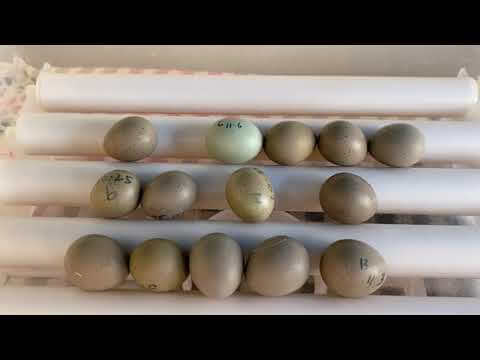 16 rutin chickens laid 14 eggs