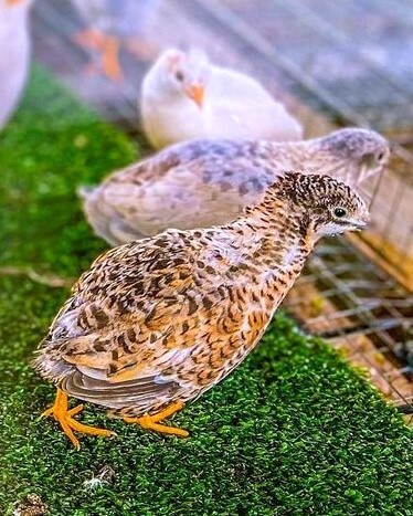 Three Rutin chickens in a coop