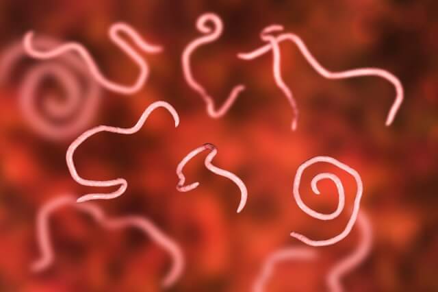 Threadworms, computer illustration. Threadworms are nematode worms that parasitize the large intestine and caecum of many animals. In humans they cause the common infection enterobiasis.