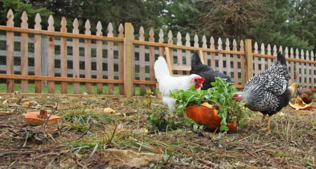 healthy chickens eating scraps in chicken yard