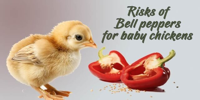 can-baby-chickens-eat-bell-peppers