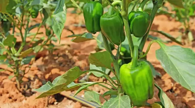 which-parts-of-bell-peppers-are-edible-for-chickens-.jpg