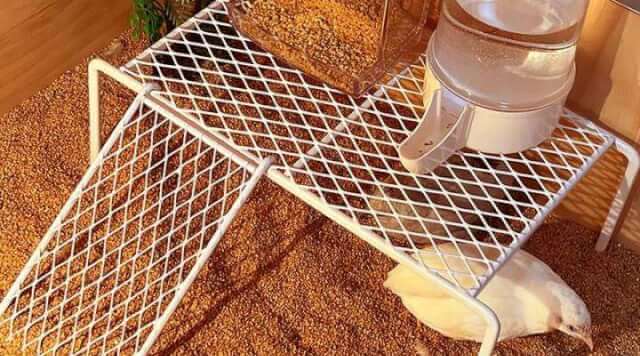 rutin-chicken-a-delightful-addition-to-your-backyard.jpg