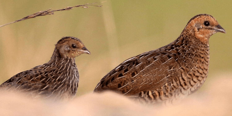 the-rise-of-the-rutin-chicken-are-these-tiny-birds-the-next-big-pet-.png